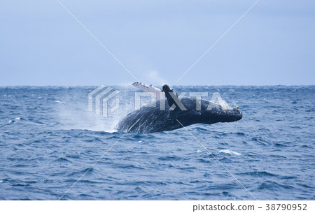 Humpback whale Humpback whale 38790952