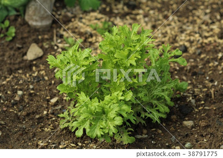 芥末綠色的田野 38791775