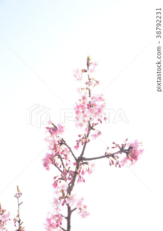 Cherry petals Cherry petals 38792231