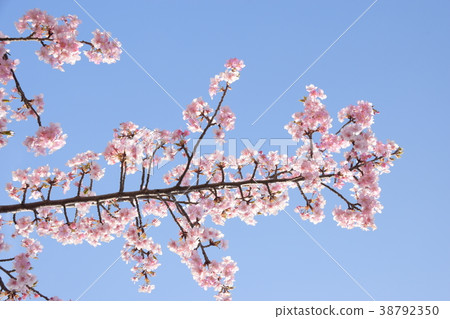 Cherry petals Cherry petals 38792350