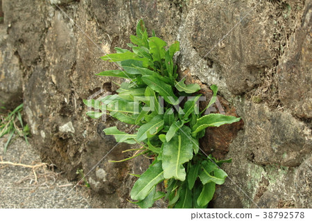 Sorrel, snail, sprout 38792578