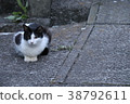 Nora cat after childbirth 38792611