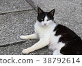 Nora cat after childbirth 38792614
