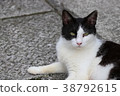 Nora cat after childbirth 38792615