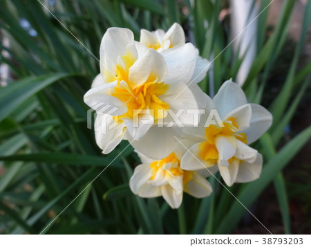 Double-blooming daffodils 38793203