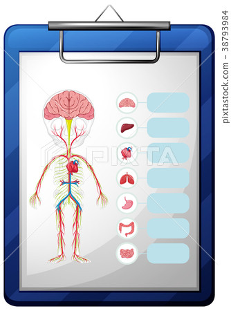Human organs on blue board 38793984