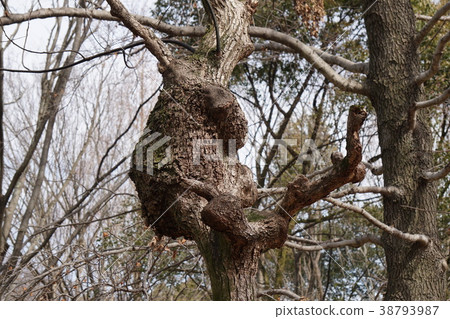 Tree Cobb 38793987
