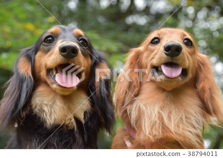 Smiling dog 2 38794011