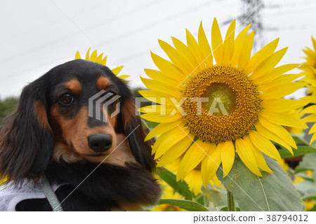 Sunflower and Wanko Sunflower and Wanko 38794012