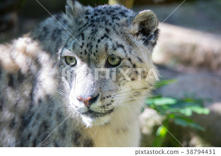 snow leopard - Irbis snow leopard - Irbis 38794431