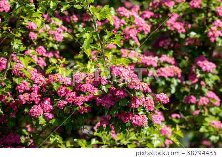 Pink flowers hawthorn tree Pink flowers hawthorn tree 38794435