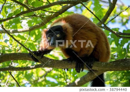 Red ruffed lemur, Varecia rubra 38794440