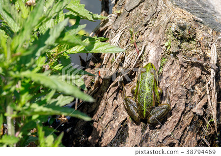 Beautiful marsh frog, European wildlife 38794469