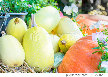 Bunch of pumpkins for sale 38794648