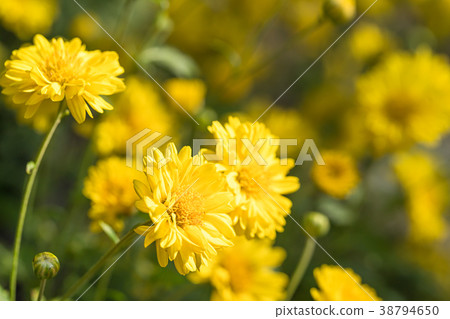 Chrysanthemum flowers bloom in garden 38794650