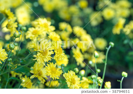 Chrysanthemum flowers bloom in garden 38794651