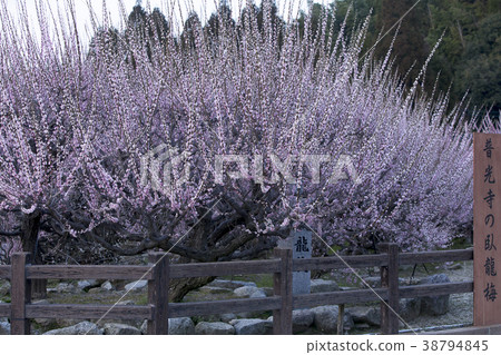 Pukouji梅花, Pukouji梅花, 38794845