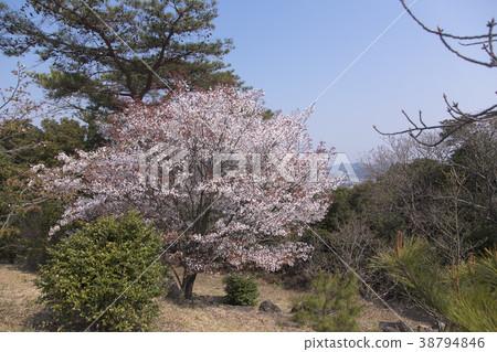 Amagiyama Park Sakura, Amagiyama Park Sakura, 38794846