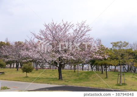 Suwa Park Sakura, Suwa Park Sakura, 38794848