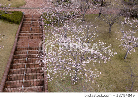 Su訪公園櫻花, Su訪公園櫻花, 38794849