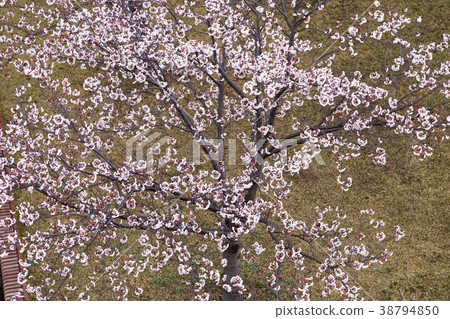 Su訪公園櫻花, Su訪公園櫻花, 38794850
