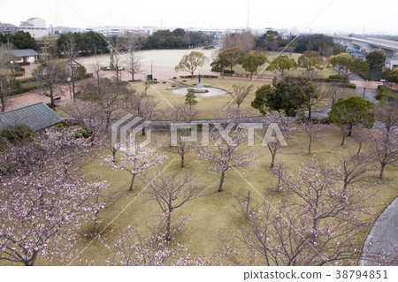 Su訪公園櫻花, Su訪公園櫻花, 38794851