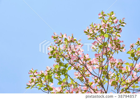 Dogwood blue sky Dogwood blue sky 38794857