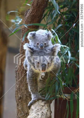 考拉 考拉 38794966