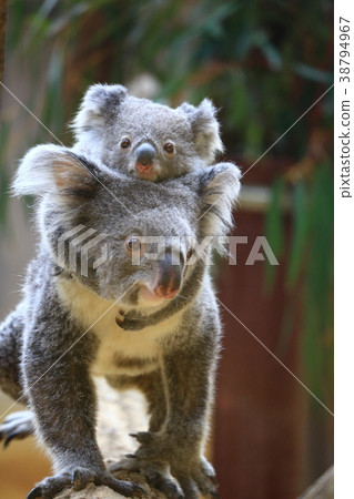 Koala 38794967