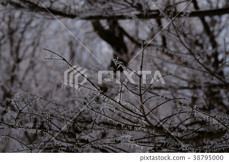 雪地 雪地 38795000