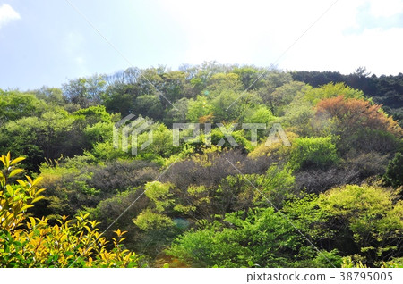 新鮮的綠色圖像Wakaba覆蓋山表面 38795005