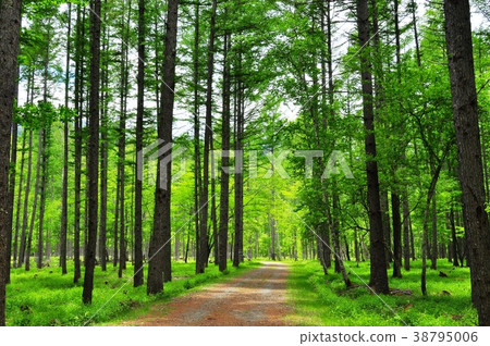 日光市：奧日光小田代原附近的健行路線，綠樹成蔭 38795006