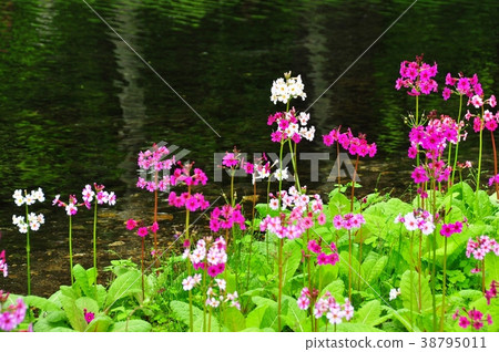 Oku Nikko Chitogahama's flocking cress 38795011