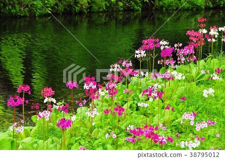 在Oku Nikko Sentogahama開花的水芹 38795012