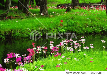 The cress blooms along Oku Nikko Chitegahama mountain stream 38795013