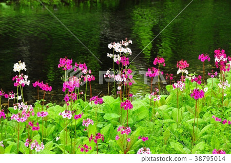 水芹在Oku Nikko Chitengahama開花 38795014