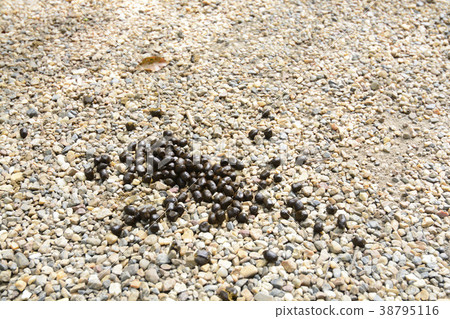 Nara Park deer feces 38795116