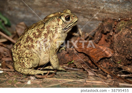 黑眶蟾蜍 黑眶蟾蜍 38795455