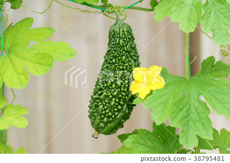 Bitter gourd and male flowers 38795481
