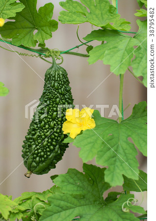 Bitter gourd and male flowers Bitter gourd and male flowers 38795482