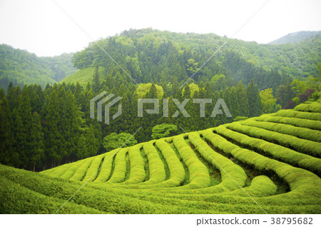 Dae Won, Boseong-gun, Jeonnam 38795682