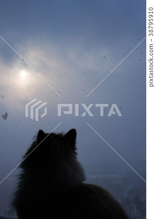 Siberian cat sits by window Siberian cat sits by window 38795910
