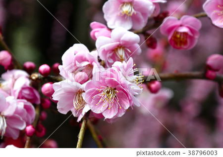 梅花 梅花 38796003