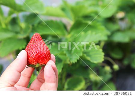 Strawberry cultivation Picking (tochiotome) kitchen garden 38796051