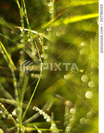 Bright nature summer blurred morning dew macro pho Bright nature summer blurred morning dew macro pho 38796089