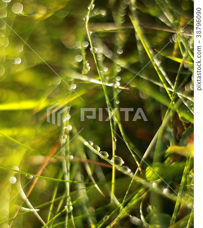 Blurred bokeh morning dew macro photo eco backgrou Blurred bokeh morning dew macro photo eco backgrou 38796090