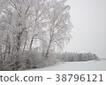 Birch old frosty tree winter season 38796121