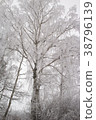 Frosty Birch tree from winter season 38796139