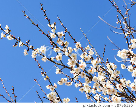 白梅 白梅 38796150