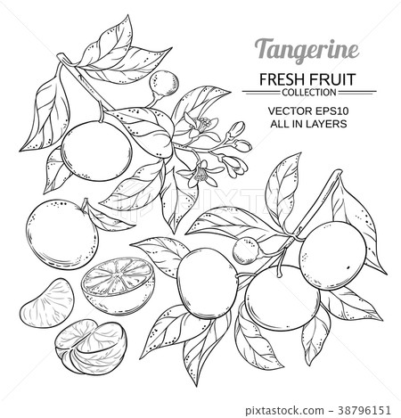 tangerine branches vector 38796151